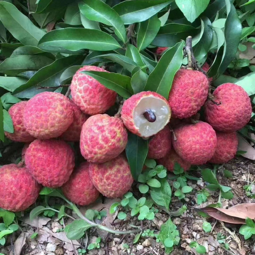 深圳荔枝 糯米糍/桂味