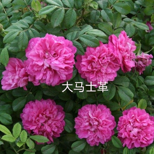 昆明云南可食用玫瑰苗基地直发大马士革平阴玫瑰苗浓香型玫瑰苗扦插苗