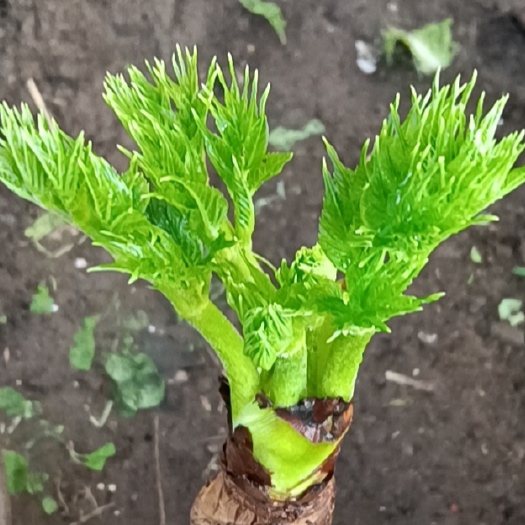 长春刺嫩芽