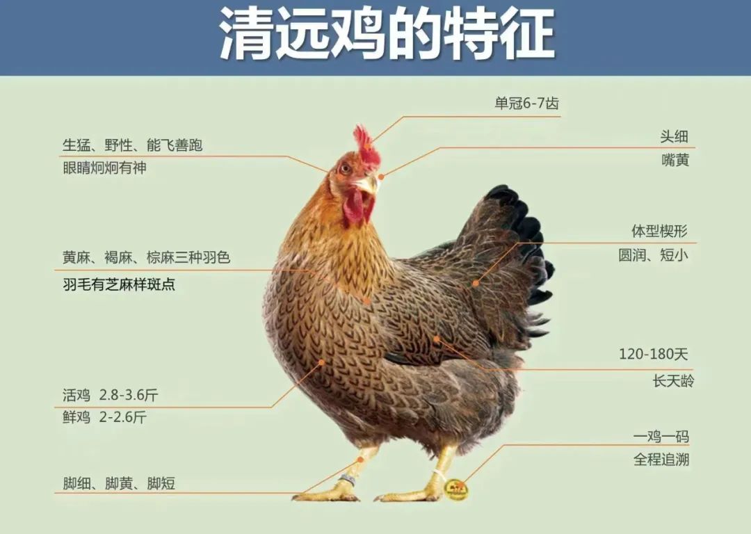 中医农业、食药同源产