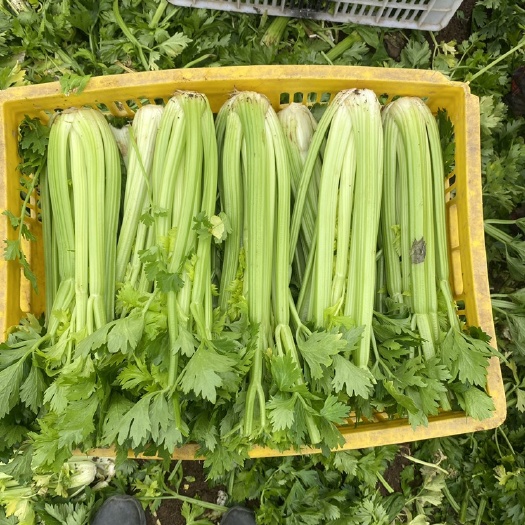 西芹，法国皇后，无烧心，无空心，脆嫩