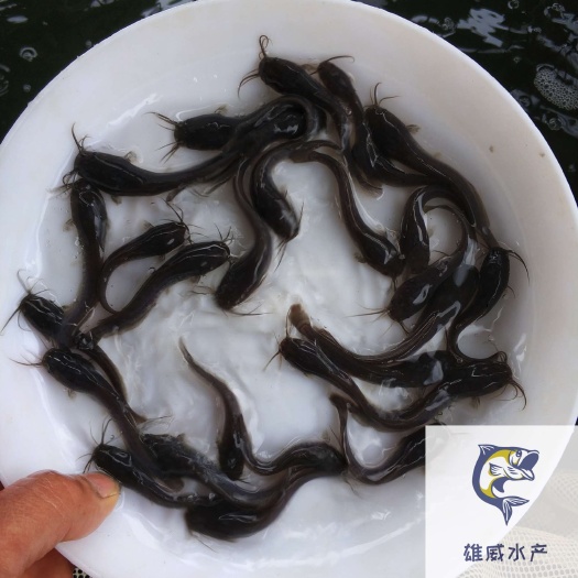 广州埃及塘鲺鱼苗革胡子鲶鱼苗埃及胡子鲶鱼苗