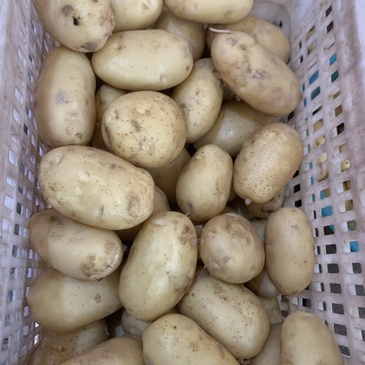 沙地黄皮黄心土豆