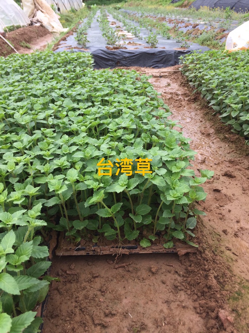 仙草苗、凉粉草苗多品种大量供应
