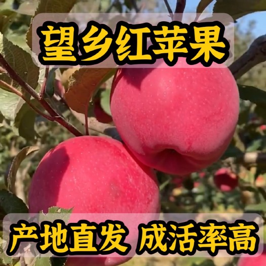 营口望乡红苹果苗 产地直发 根系发达 成活率高 死苗补发技术指导
