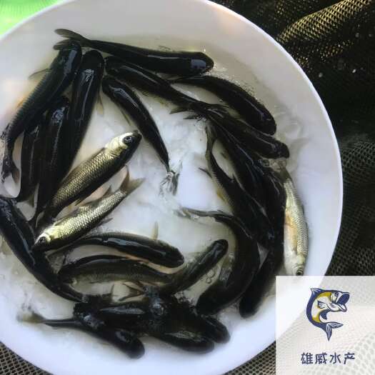 广州草鱼苗批发鲩鱼苗出售四大家鱼苗