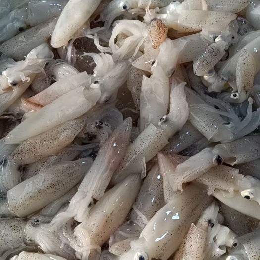 新鲜小海兔，怎么做都好吃