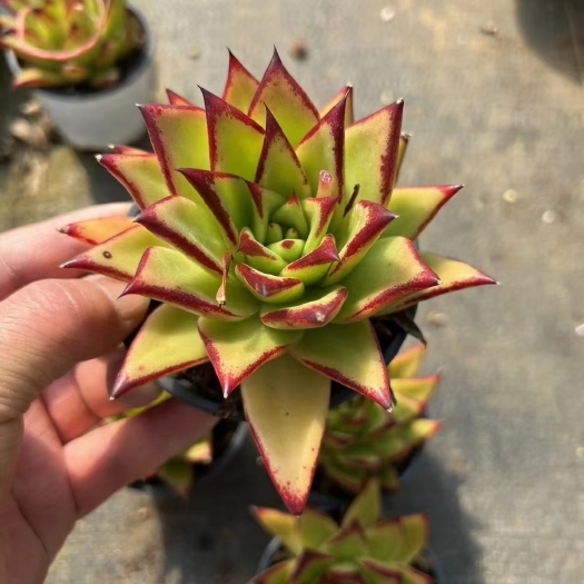 昆明多肉植物口红