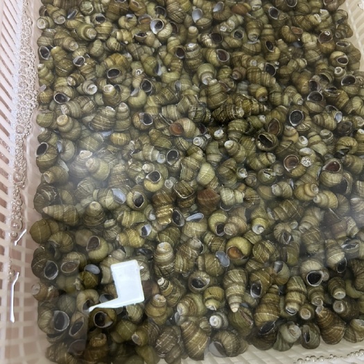 盐城螺狮螺丝，可以剪好，可以不剪，主要盐城烧烤店供货，不剪3块，