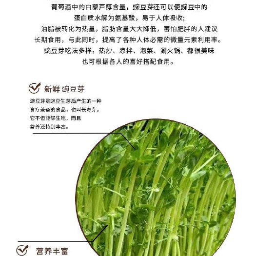 望都县豌豆芽