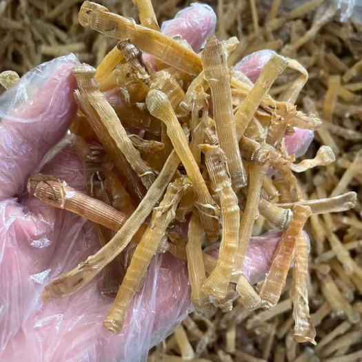 湛江中号无沙  沙虫干