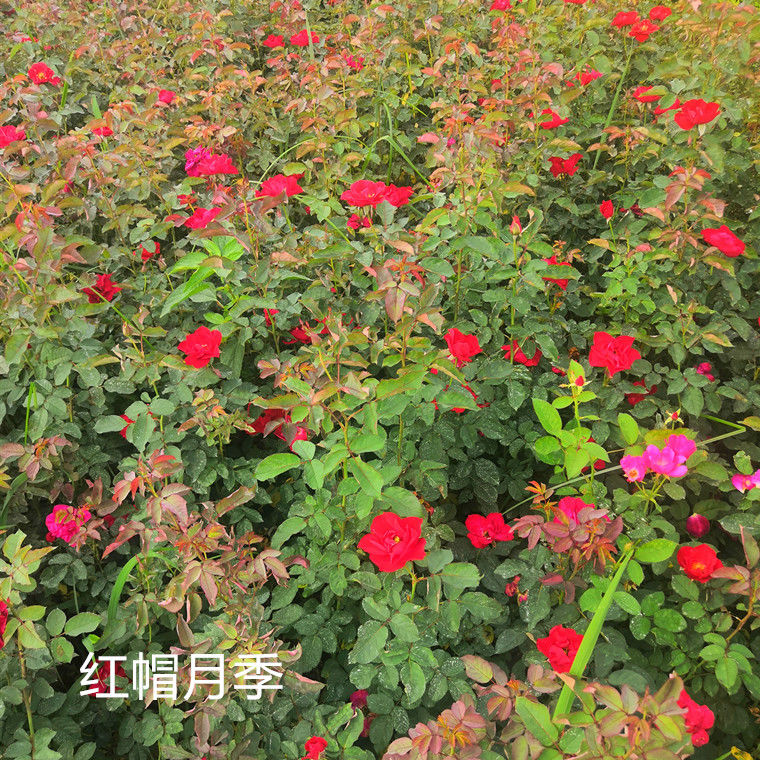 紅色系大花月季/紅帽月季/四季開(kāi)花庭院花卉/陽(yáng)臺(tái)綠植庭院花卉