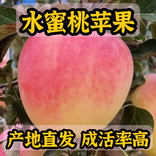 营口水蜜桃苹果苗 产地直发 根系发达 成活率高 死苗补发技术指导