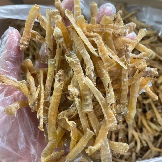 湛江去沙无沙 中沙虫干