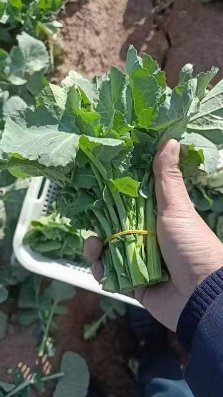 开平市板蓝根青菜