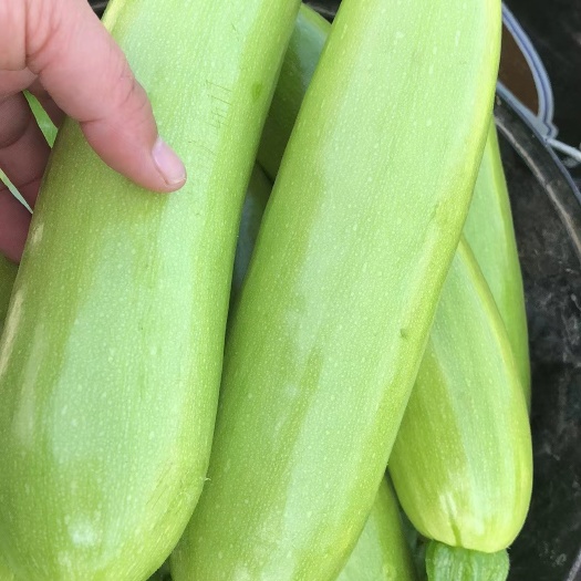 淄博精品西葫芦
