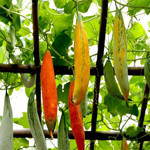 沭阳县变色瓜种子老鼠瓜种子四季播观赏爬藤瓜果蔬菜品种 阳台盆栽景观