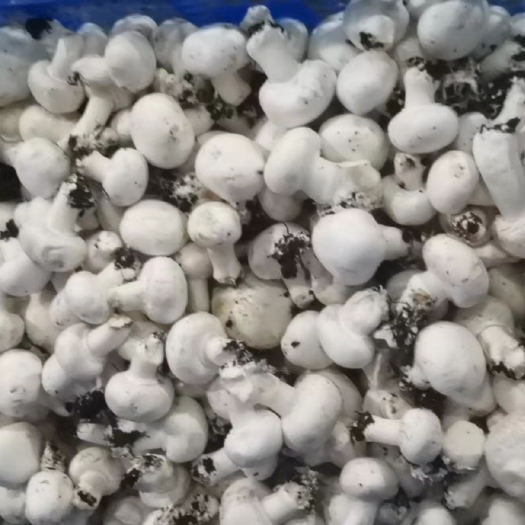 洛阳菇蕾＜白、褐＞