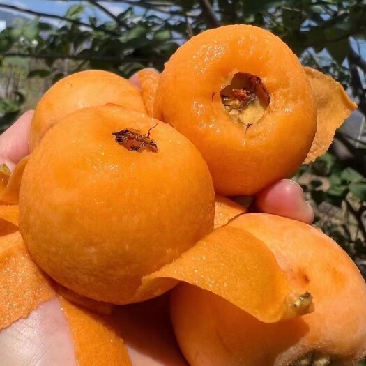 眉山攀枝花米易大五星