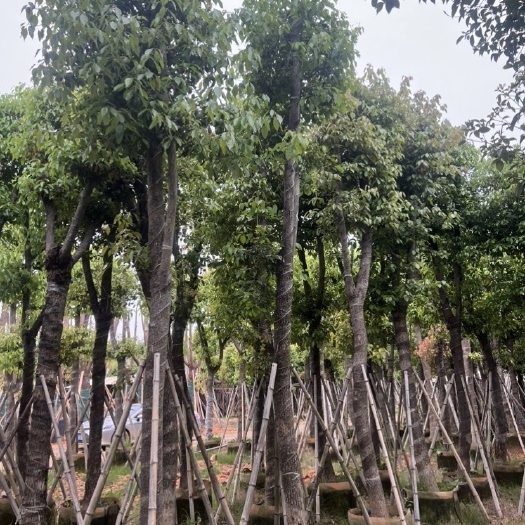 揭阳香樟