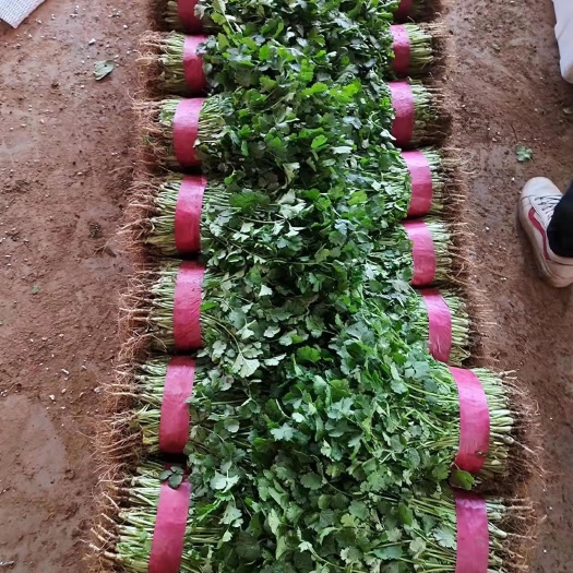 大叶香菜 大量出货中 品质优美 可全国各地发货