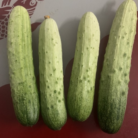 遂宁白燕黄瓜，颜白嫩，口感清脆，大小长度合适，成色好卖相佳。