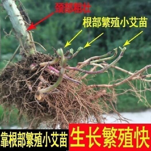 唐河县宛艾9号艾草苗  艾草盆栽现挖现发 下单包邮