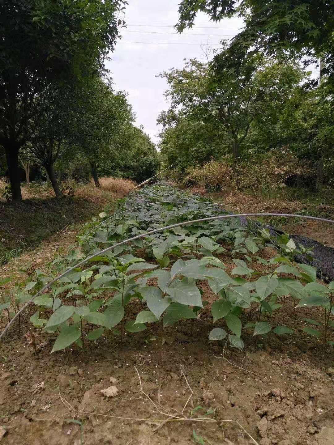 青蕉蜜果苗 青蕉果苗 香香蕉苗