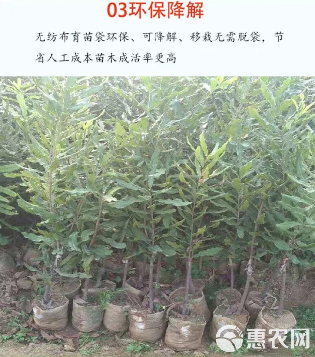 无纺布育苗袋营养袋批发营养钵可降解种植袋一次性花盆育苗杯