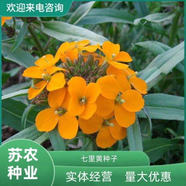 沭阳县七里黄种子 观赏价值庭院公园成片种植花镜花坛花盆花卉种子