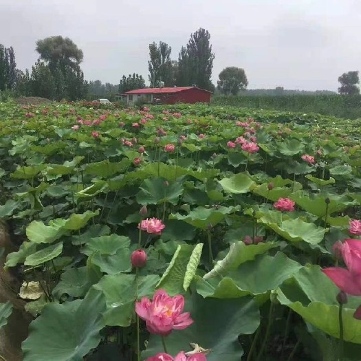 安新县荷花苗