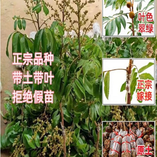 灵山县龙眼树苗 石硖储良嫁接石峡双季桂圆四季龙眼果苗 四季红皮龙