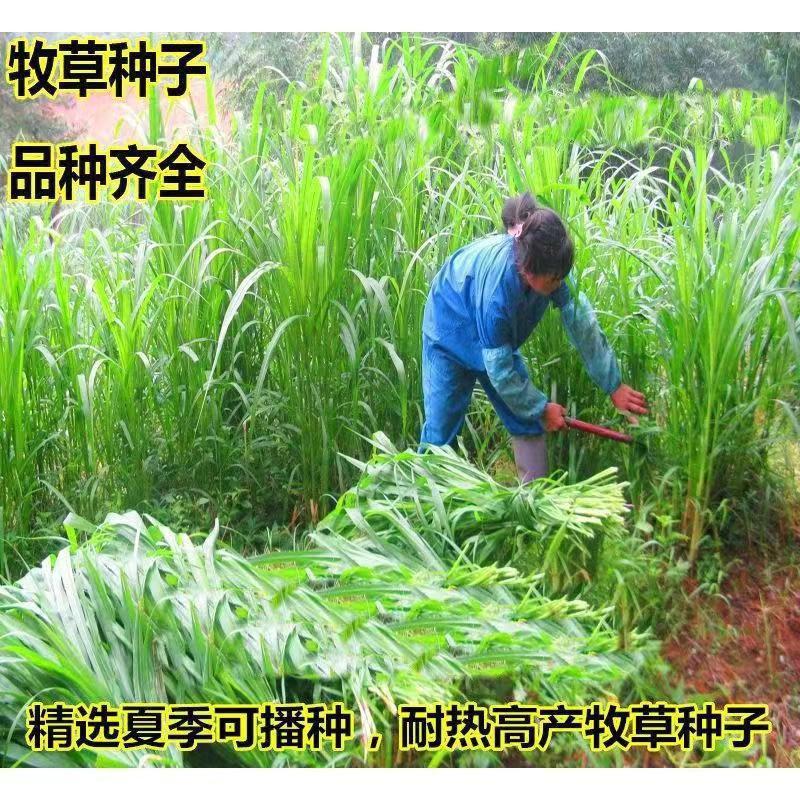 高丹草交四季牧草