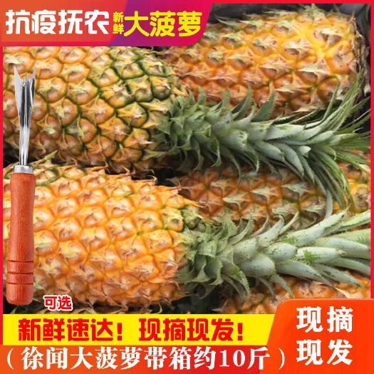徐闻县【大减价】广东徐闻香水精选特大菠萝应季新鲜超甜水果一件包邮