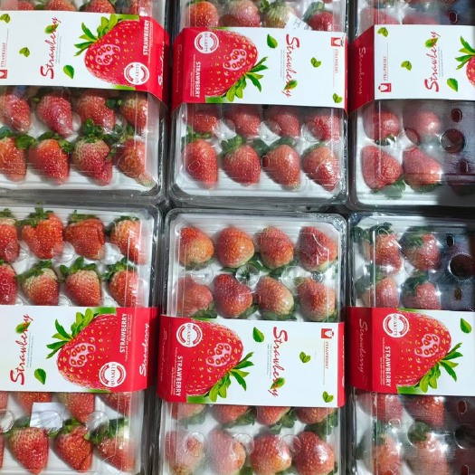 四季草莓新鲜水果烘焙蛋糕茶饮双流草莓 夏季酸草莓当季水果