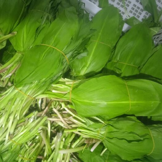 芦山县茖葱 海拨3000米的野菜，鹿耳韭，寒葱，鹿耳葱，出口韩国的
