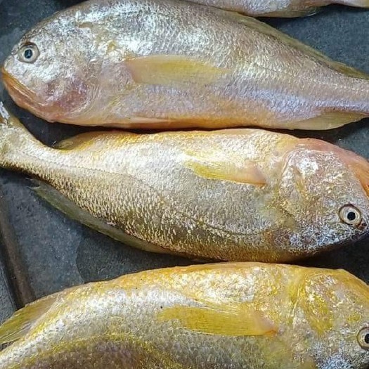 东兴市冰鲜梅鱼