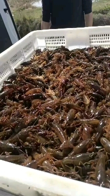 慈溪市小龙虾苗  优质虾苗，成活率高