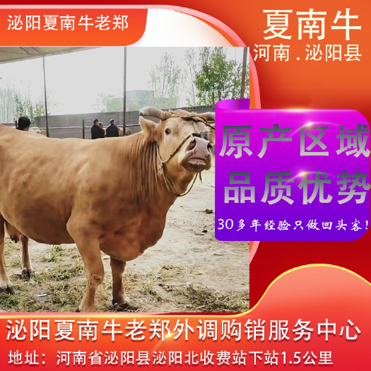 泌阳县夏南牛繁殖母牛 淘汰母牛 对子牛 大量供应泌阳夏南牛老郑外调