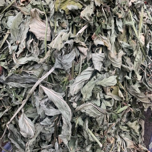金平县【包邮】云南灵香草，颜色青绿，香气十充