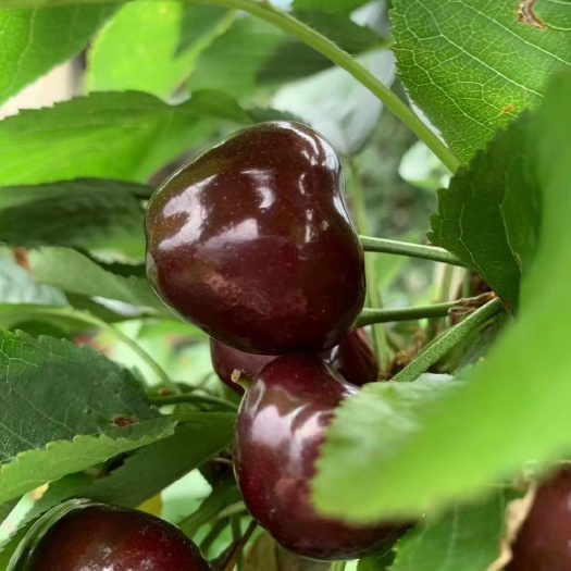 大连大连旅顺大樱桃，每天现摘现发，诚邀电商微商批发商合作共赢
