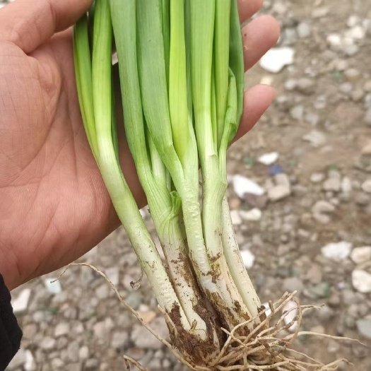 通许县精品小香葱，新鲜供应，货源充足，上乘品质，产地一手直发