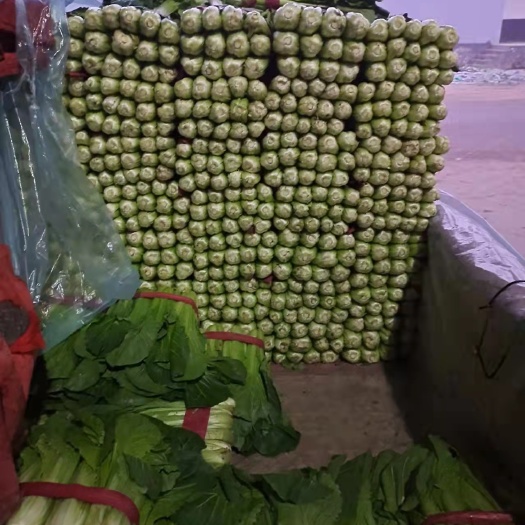 邯郸小白菜