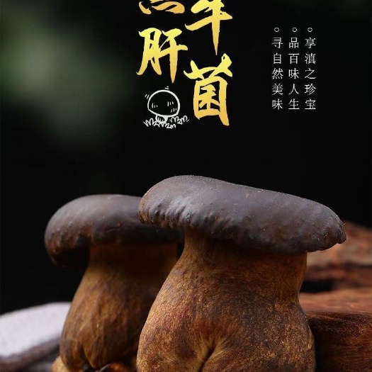 济南黑牛肝菌