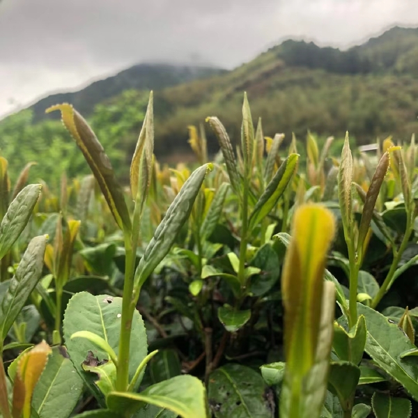 粤北高山绿茶