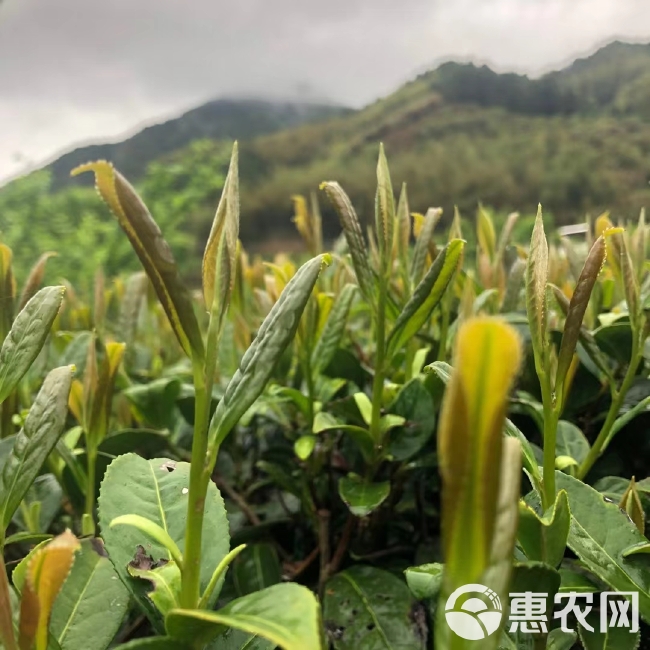 粤北高山绿茶