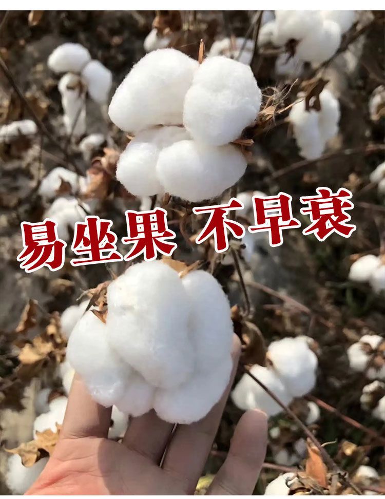 夏邑县一代杂交FI丰杂棉一号懒汉棉花种子中棉所48懒汉棉花种子