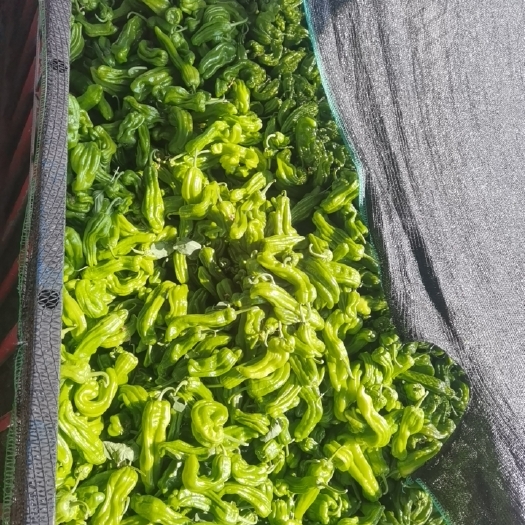 资阳薄皮苏椒 二荆条