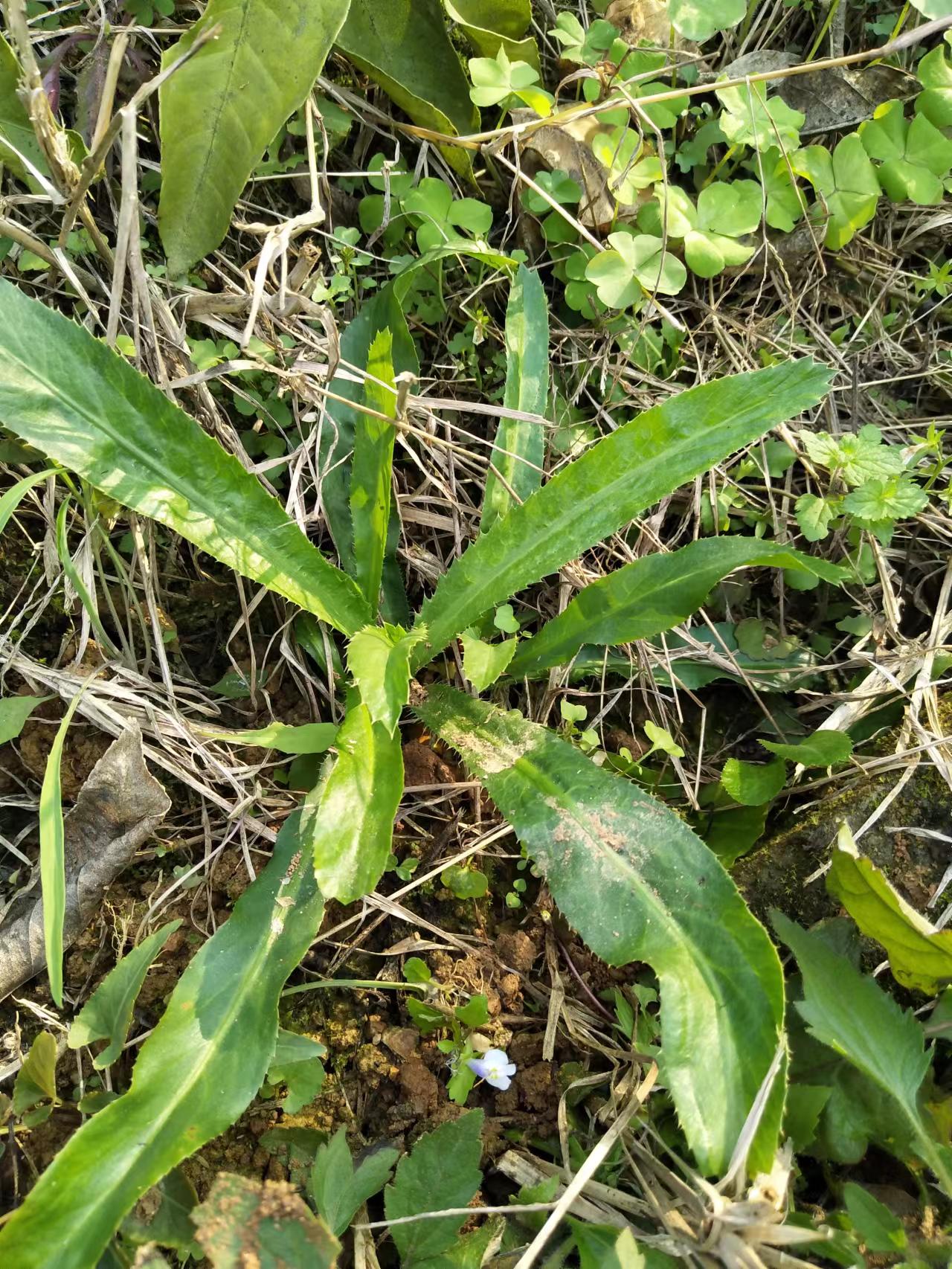 假盐茜、假芫荽，带根带泥大芫荽苗~鱼生的灵魂伴侣