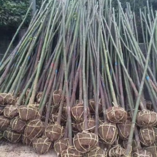 庐江县香樟树苗